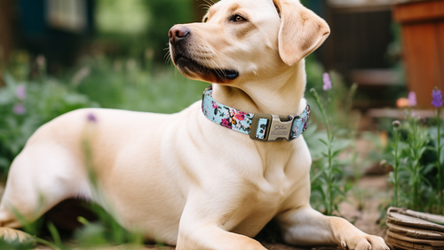 Dog Collars