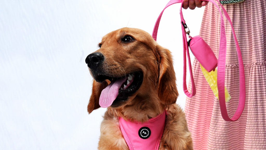 Leash & Lead Collection