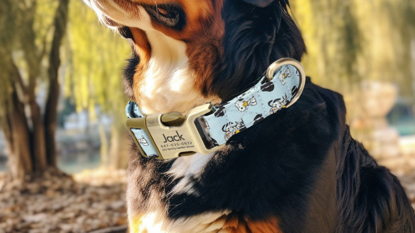 Snoopy Pet Accessories