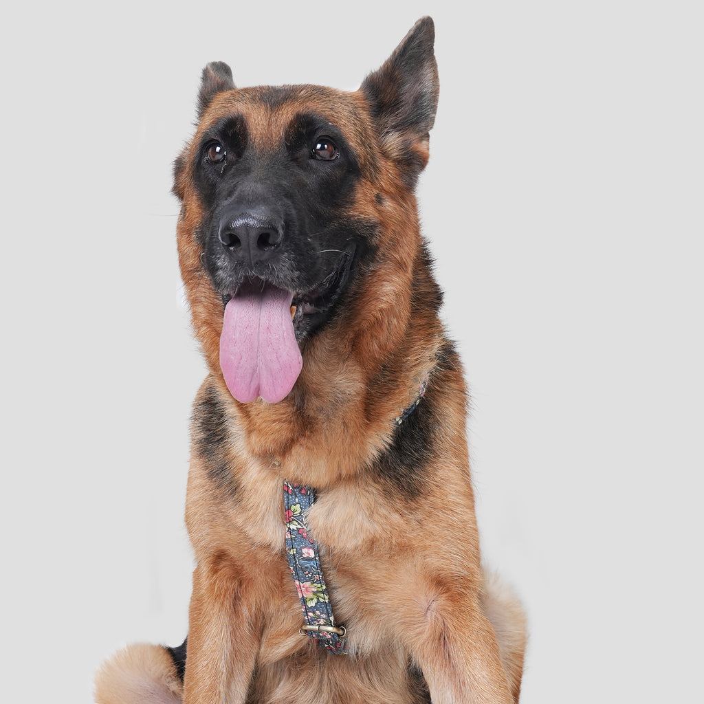 Dog wears 100% Cotton Adjustable No Pull Dog Harness Bouquet Grey front