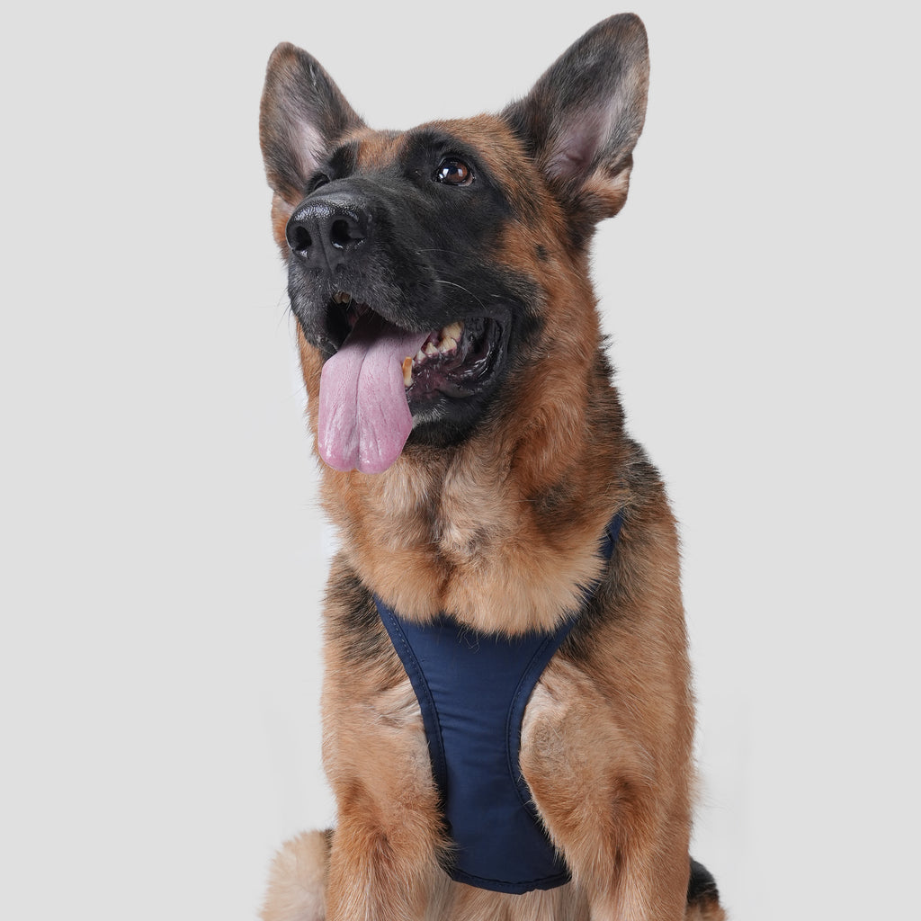 Dog wears 100% Cotton Adjustable No Pull Dog Harness Brass  Navy front