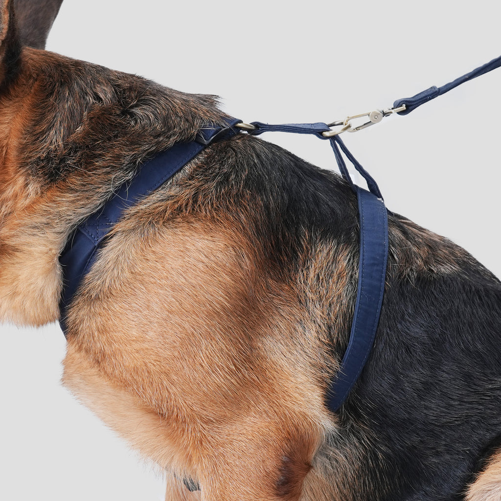 Dog wears 100% Cotton Adjustable No Pull Dog Harness Brass  Navy  side