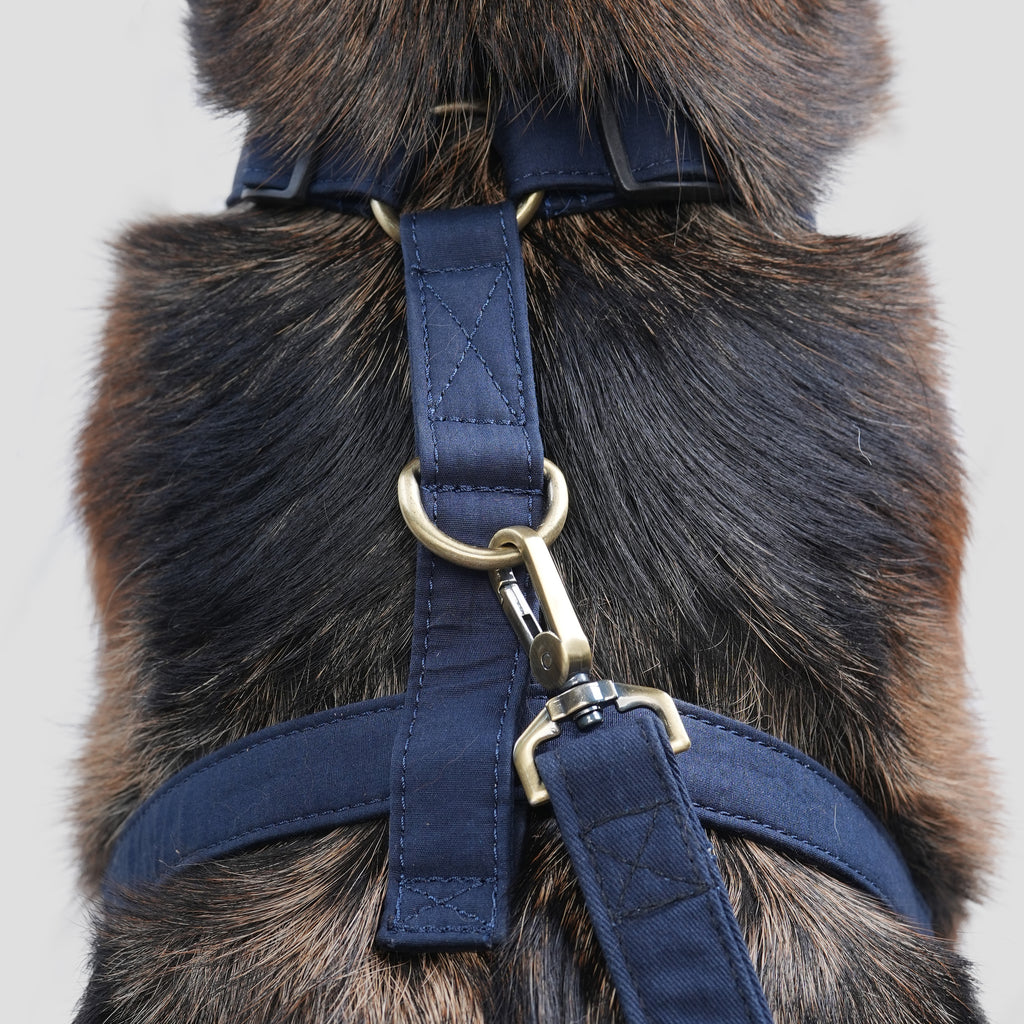 Dog wears 100% Cotton Adjustable No Pull Dog Harness Brass  Navy back
