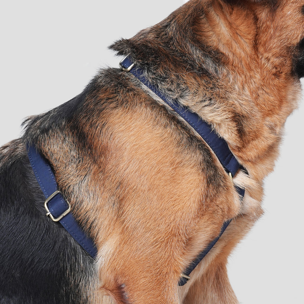Dog wears 100% Cotton Adjustable No Pull Dog Harness Navy side