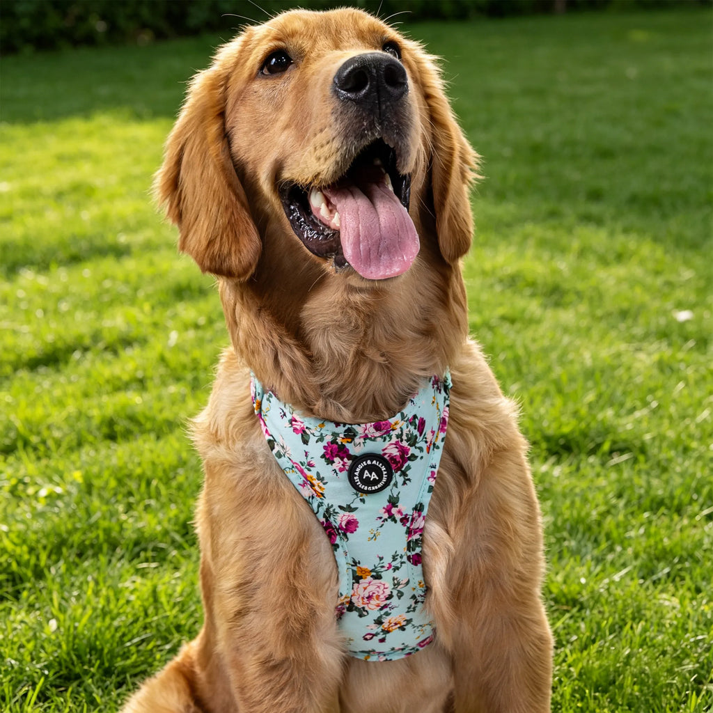 Organic Cotton Hypoallergenic Bouquet Blue Dog Harness | USA