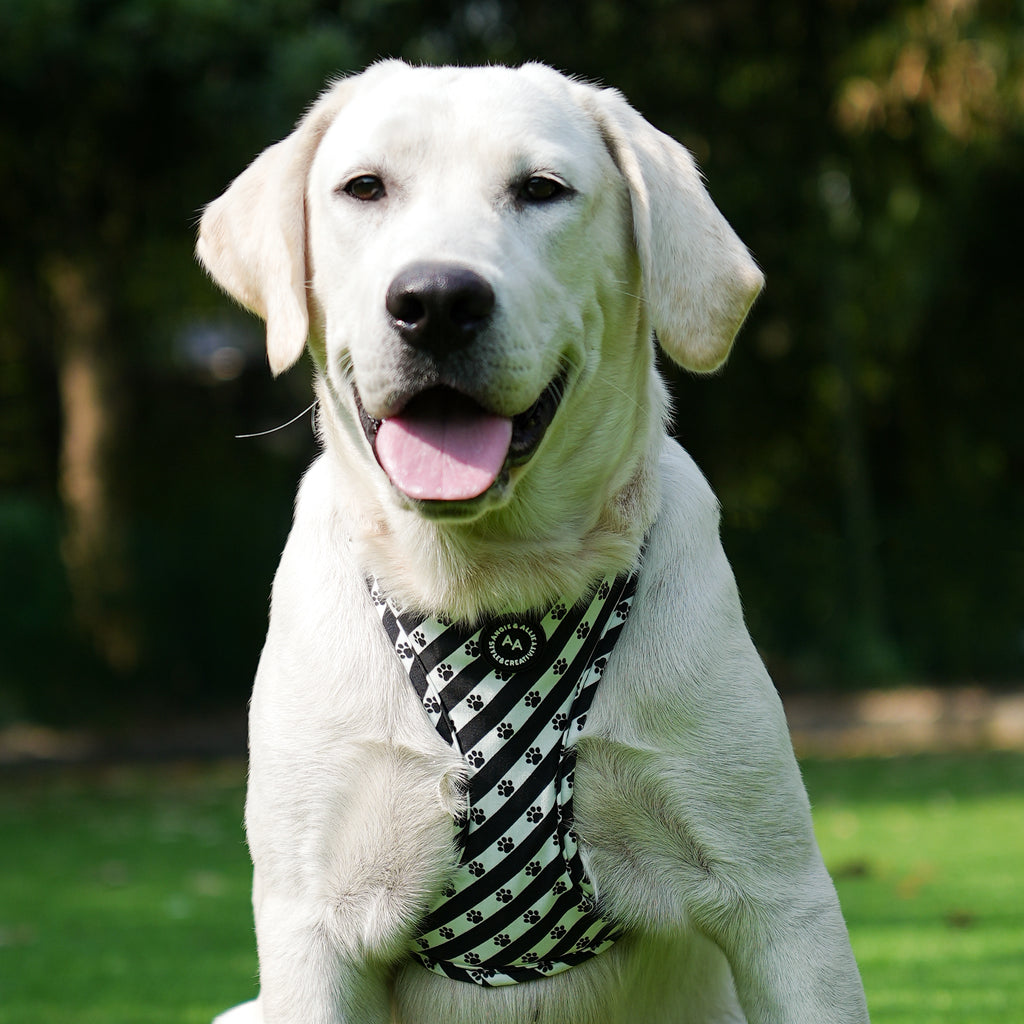 Dog wears 100% Cotton Adjustable No Pull Dog Harness Puppy Paws front
