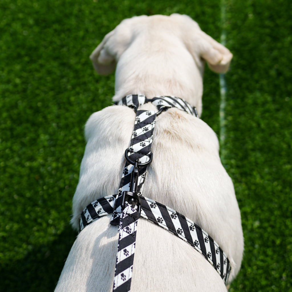 Dog wears 100% Cotton Adjustable No Pull Dog Harness   Puppy Paws back