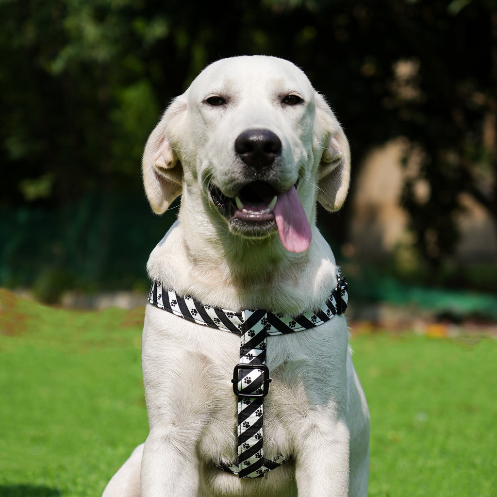 Dog 100% Cotton Adjustable Step In Dog Harness Black Puppy Paws front