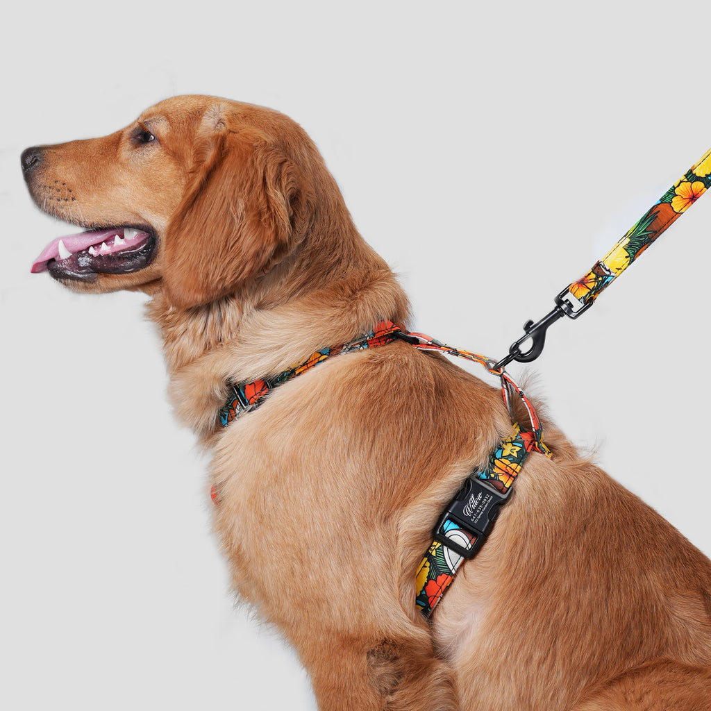 Dog wears 100% Cotton Adjustable No Pull Dog Harness Coconuts side