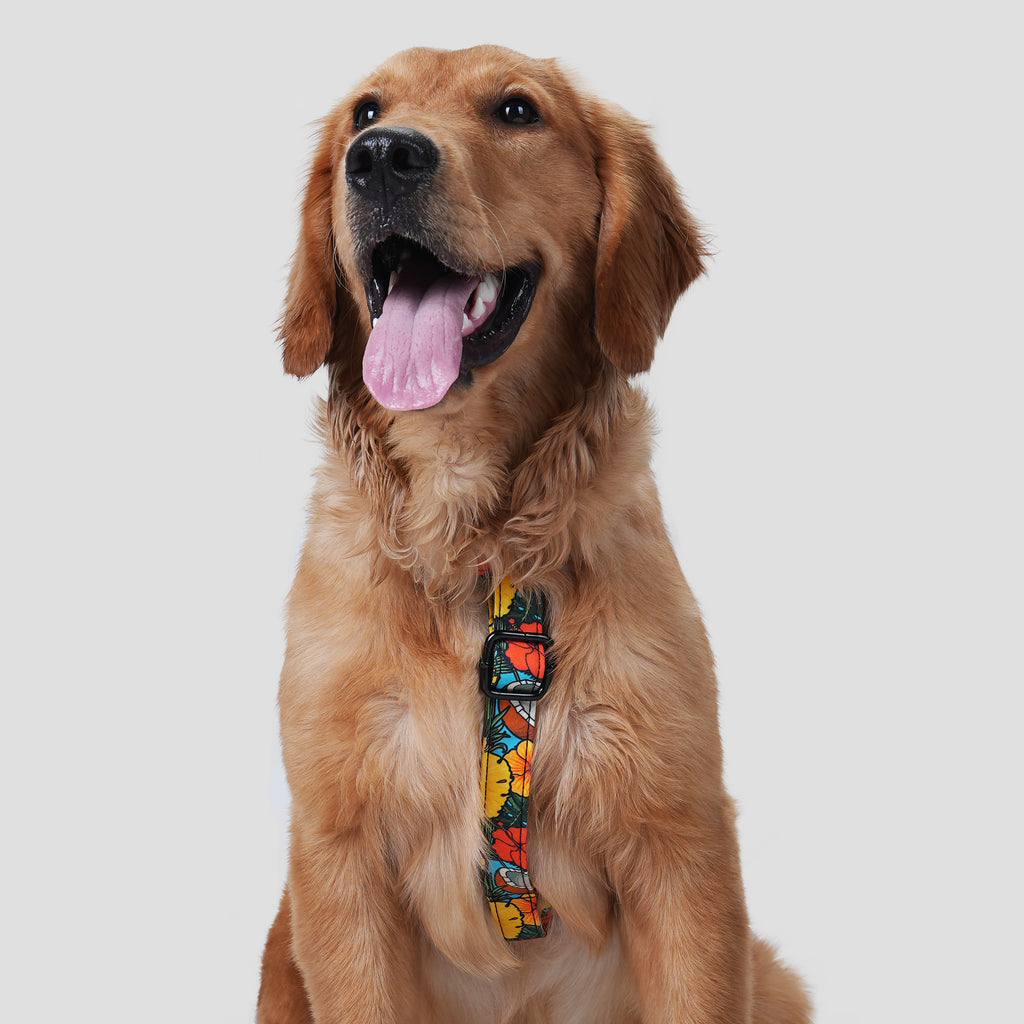 Dog wears 100% Cotton Adjustable No Pull Dog Harness Coconuts front