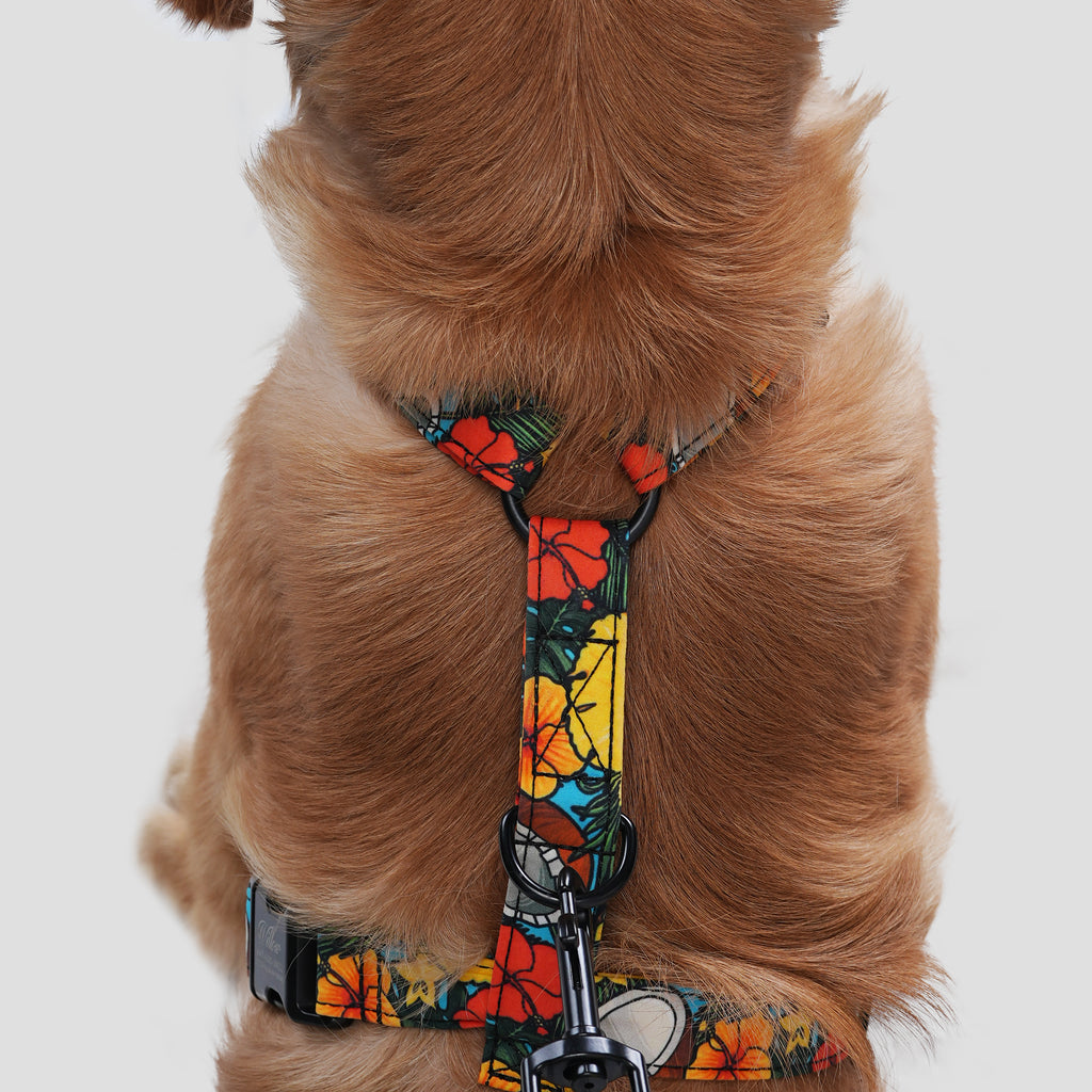 Dog wears 100% Cotton Adjustable No Pull Dog Harness Coconuts back