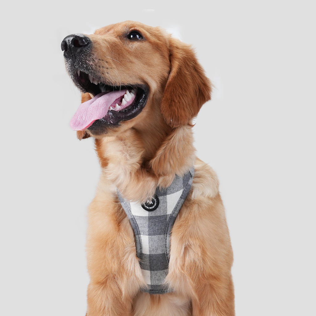 Dog wears 100% Cotton Adjustable No Pull Dog Harness Plaid Grey front