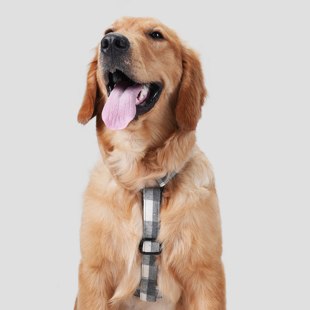 Dog wears 100% Cotton Adjustable No Pull Dog Harness Plaid Grey front