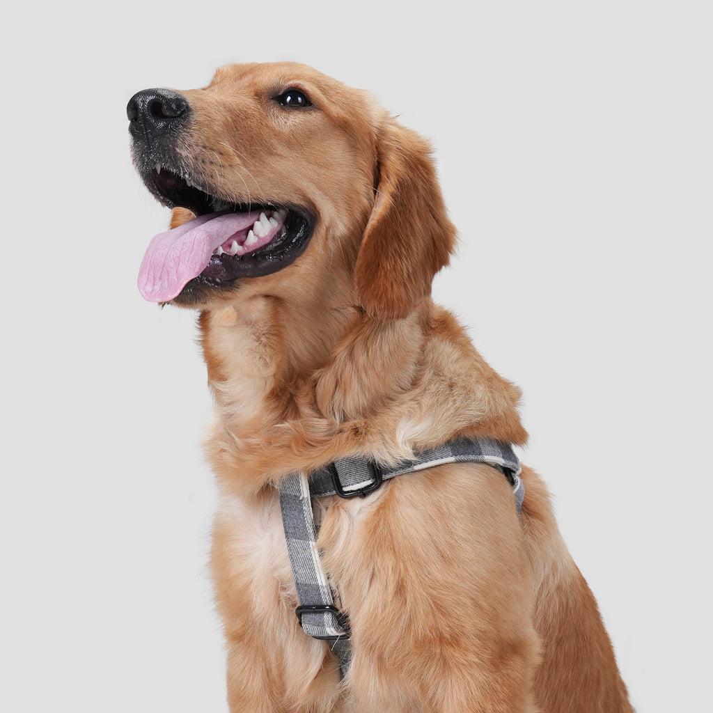 Dog wears 100% Cotton Adjustable Step In Dog Harness Black  Plaid Grey front