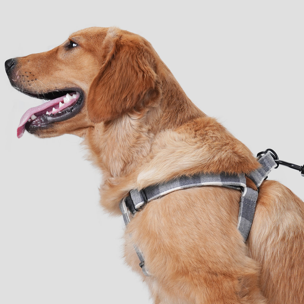 Dog wears 100% Cotton Adjustable Step In Dog Harness Black  Plaid Grey side