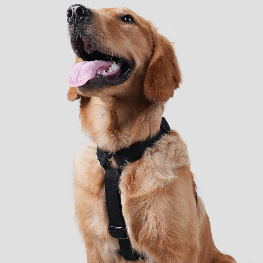 Dog wears 100% Cotton Adjustable No Pull Dog Harness Black front