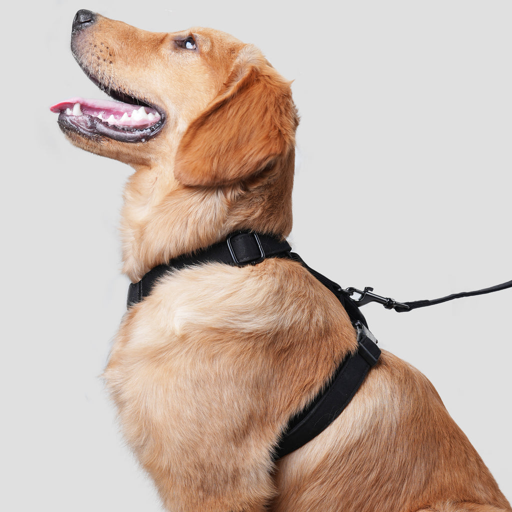 Dog wears 100% Cotton Adjustable No Pull Dog Harness Black side
