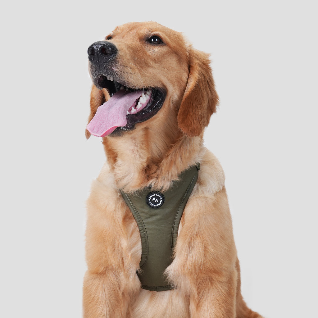 Dog wears 100% Cotton Adjustable No Pull Dog Harness Military Green front