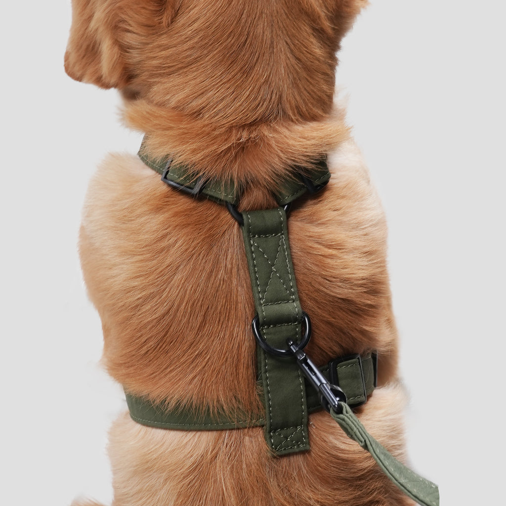 Dog wears 100% Cotton Adjustable No Pull Dog Harness Military Green  back