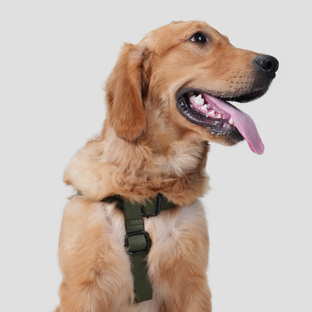 Dog wears 100% Cotton Adjustable Step In Dog Harness Black  Military Green front