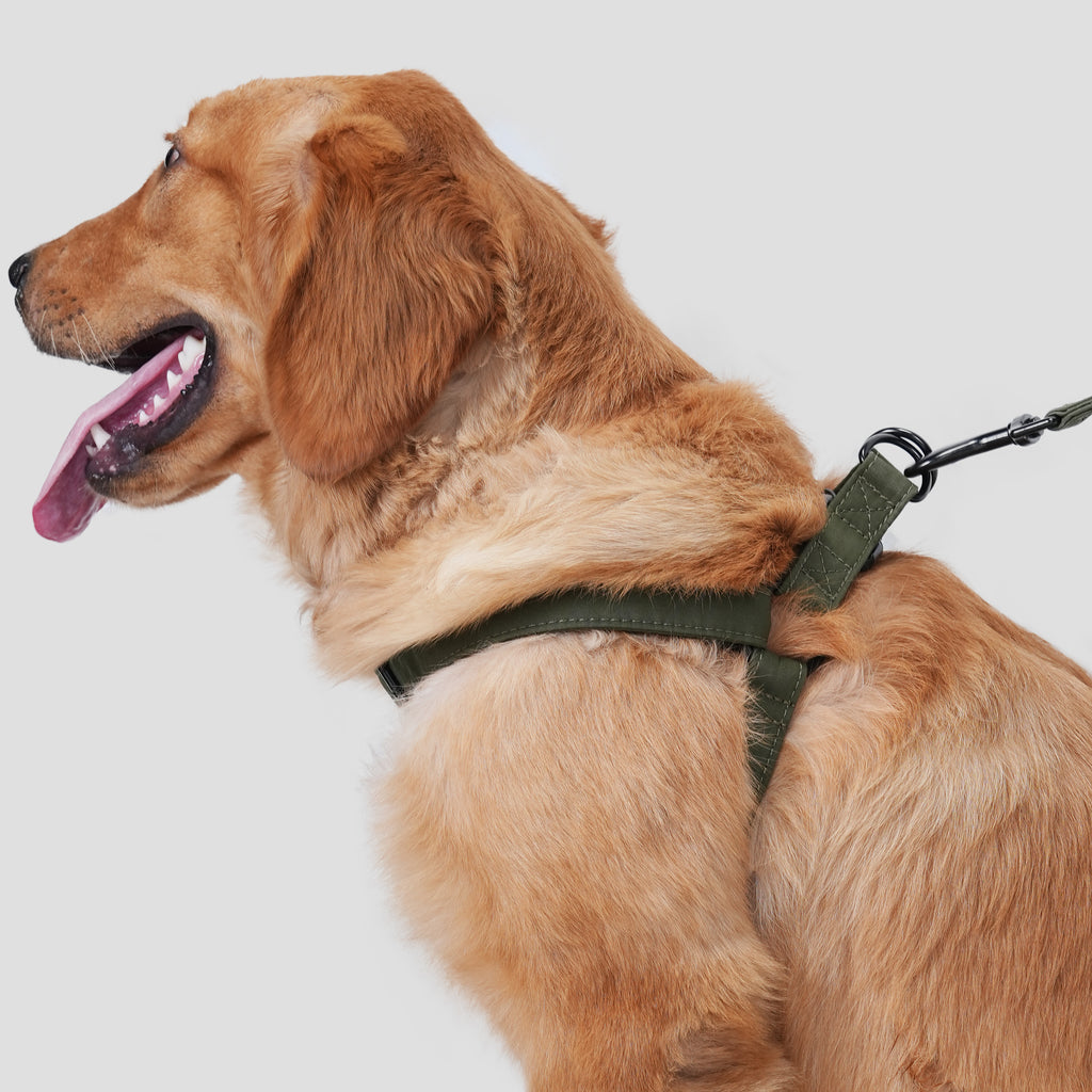 Dog wears 100% Cotton Adjustable Step In Dog Harness Black  Military Green side