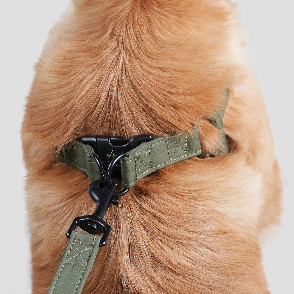 Dog wears 100% Cotton Adjustable Step In Dog Harness Black  Military Green back