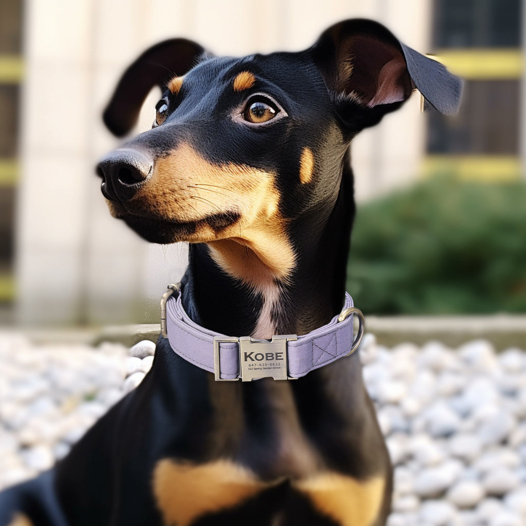 Kobe best sale dog collar