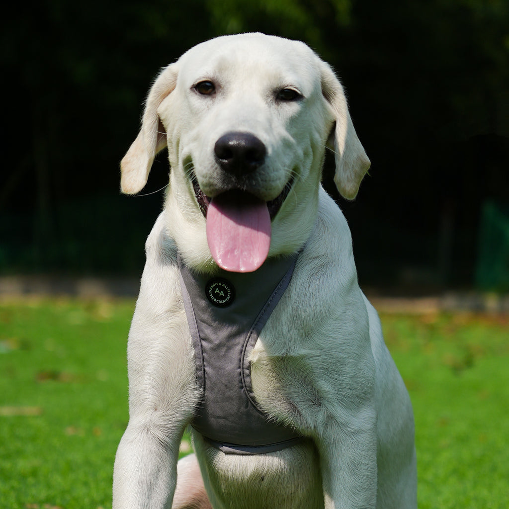 Dog wears 100% Cotton Adjustable No Pull Dog Harness Light Grey main