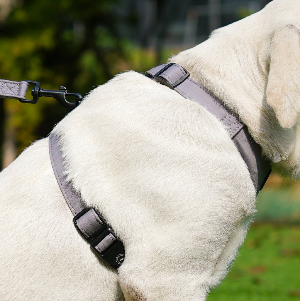 Dog wears 100% Cotton Adjustable No Pull Dog Harness Light Grey side