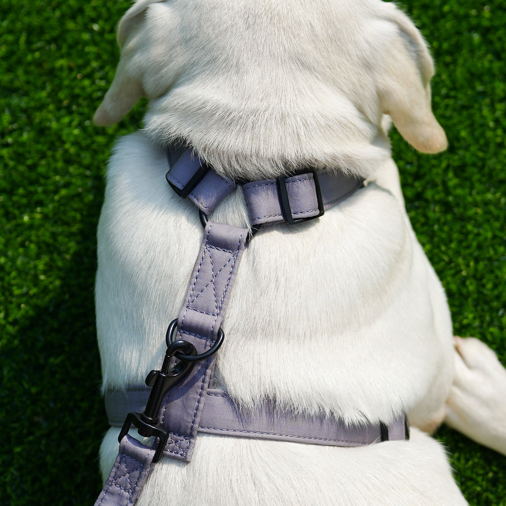 Dog wears 100% Cotton Adjustable No Pull Dog Harness Light Grey back