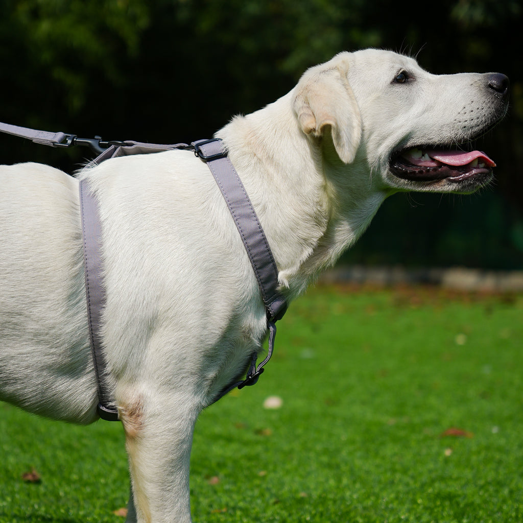 Dog wears 100% Cotton Adjustable No Pull Dog Harness Light Grey side