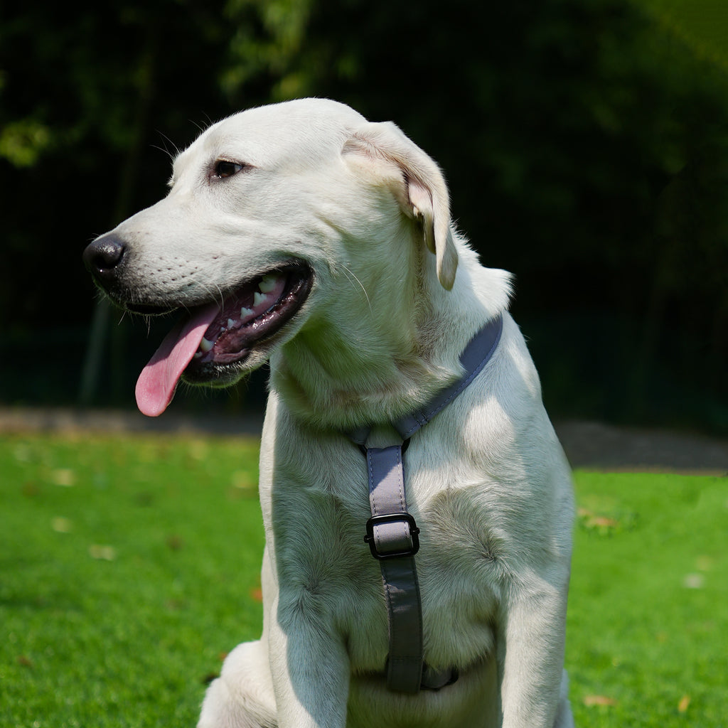Dog wears 100% Cotton Adjustable No Pull Dog Harness Light Grey front