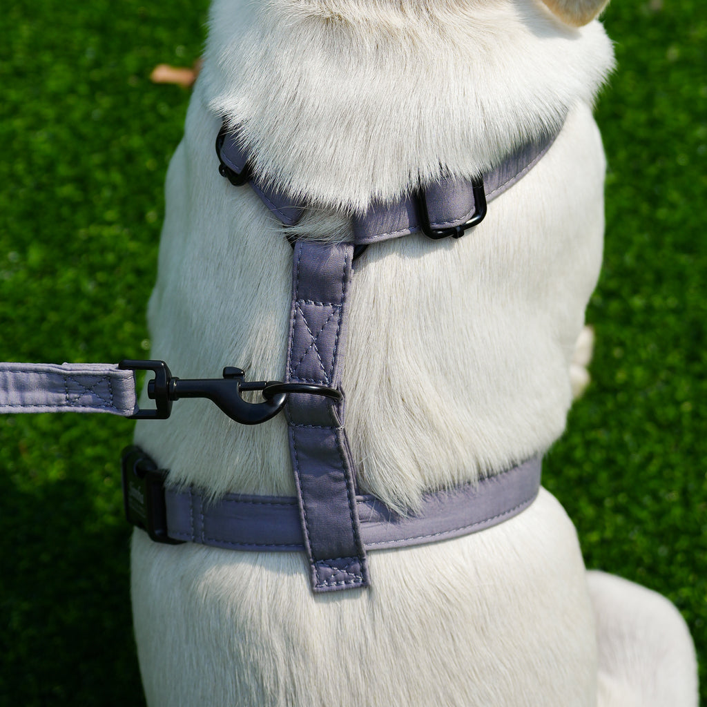 Dog wears 100% Cotton Adjustable No Pull Dog Harness Light Grey back