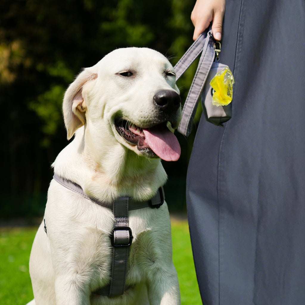 Dog wears 100% Cotton Adjustable Step In Dog Harness Black  Light Grey   front-1