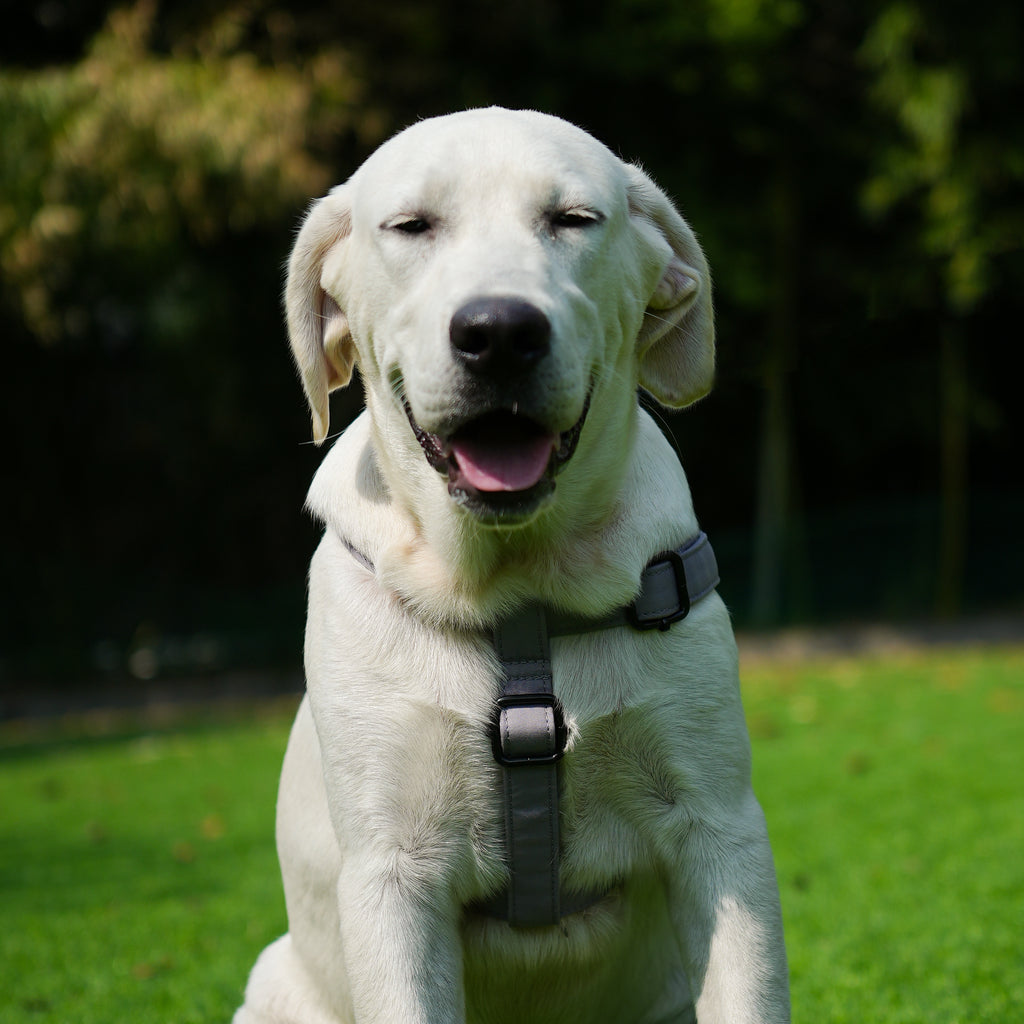 Dog wears 100% Cotton Adjustable Step In Dog Harness Black  Light Grey main