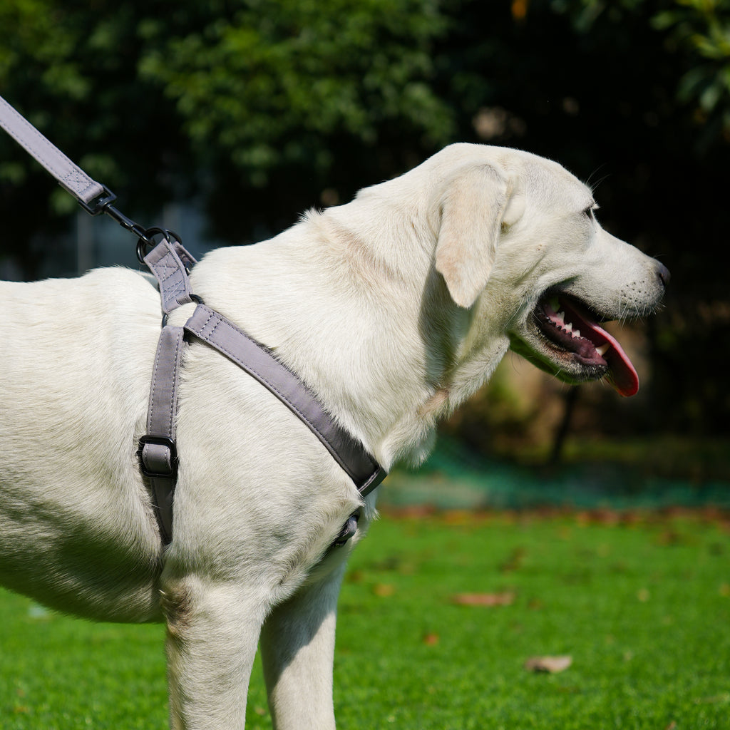 Dog wears 100% Cotton Adjustable Step In Dog Harness Black  Light Grey side