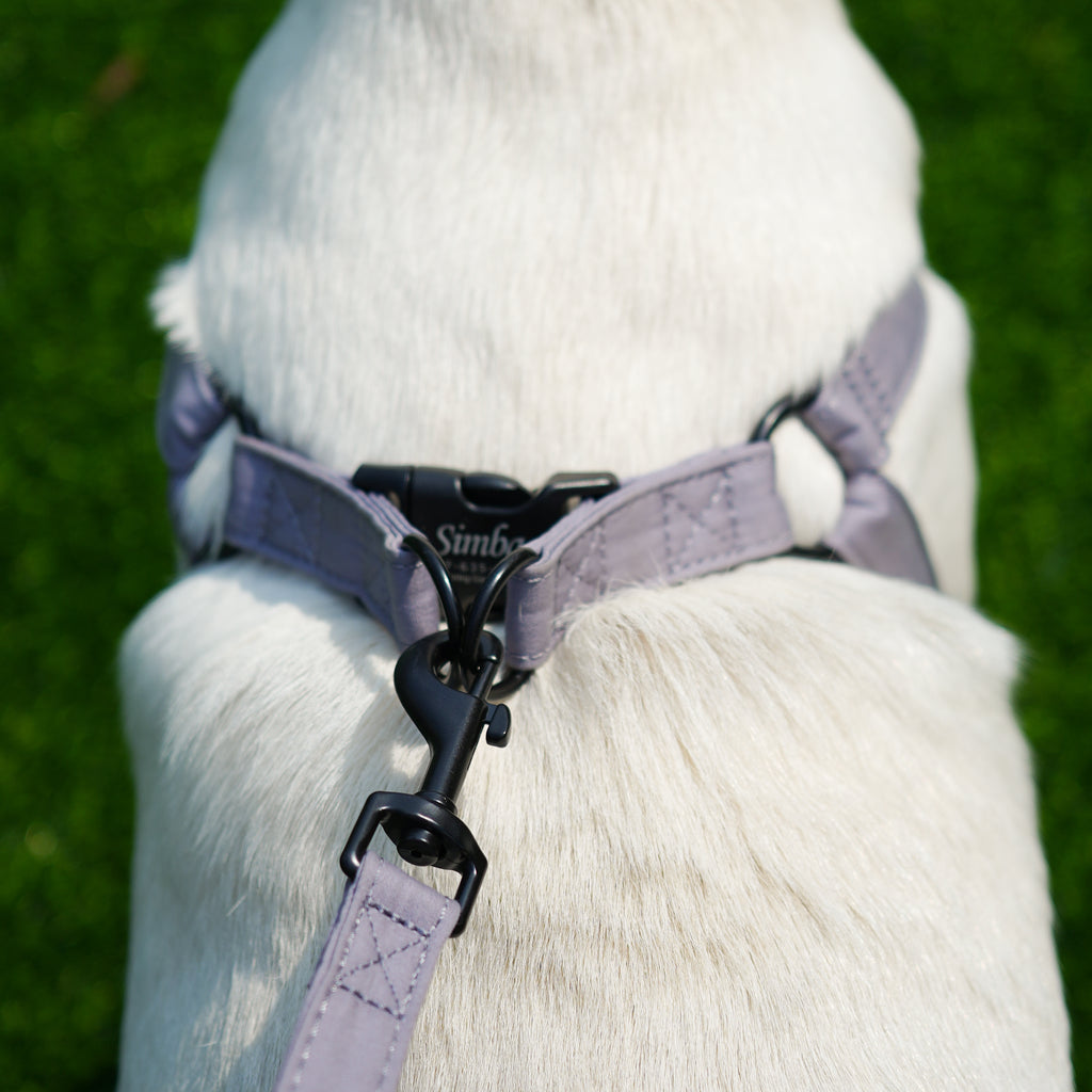 Dog wears 100% Cotton Adjustable Step In Dog Harness Black  Light Grey back