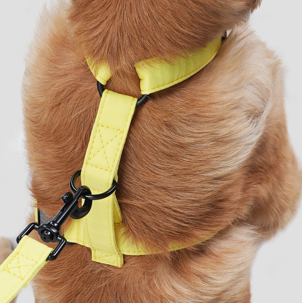 Dog wears 100% Cotton Adjustable No Pull Dog Harness Lemon back