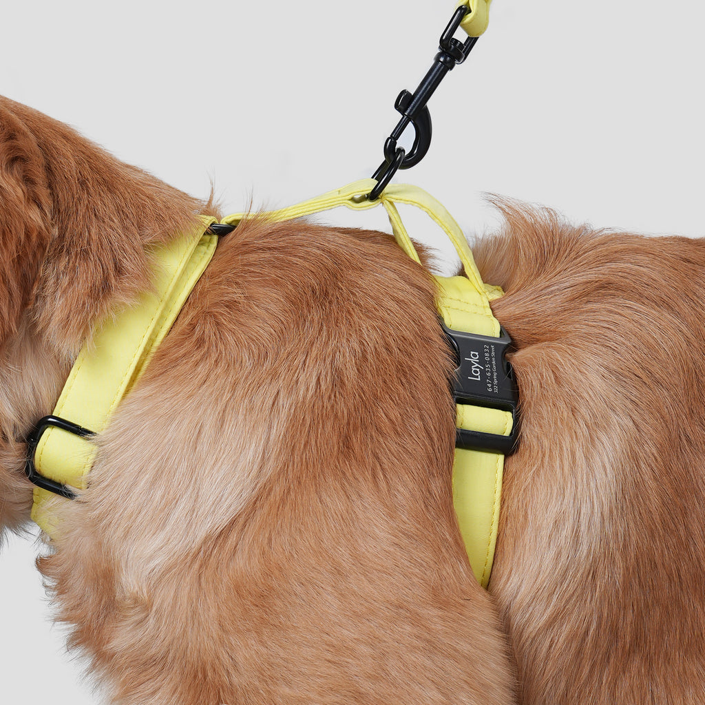 Dog wears 100% Cotton Adjustable No Pull Dog Harness Lemon side