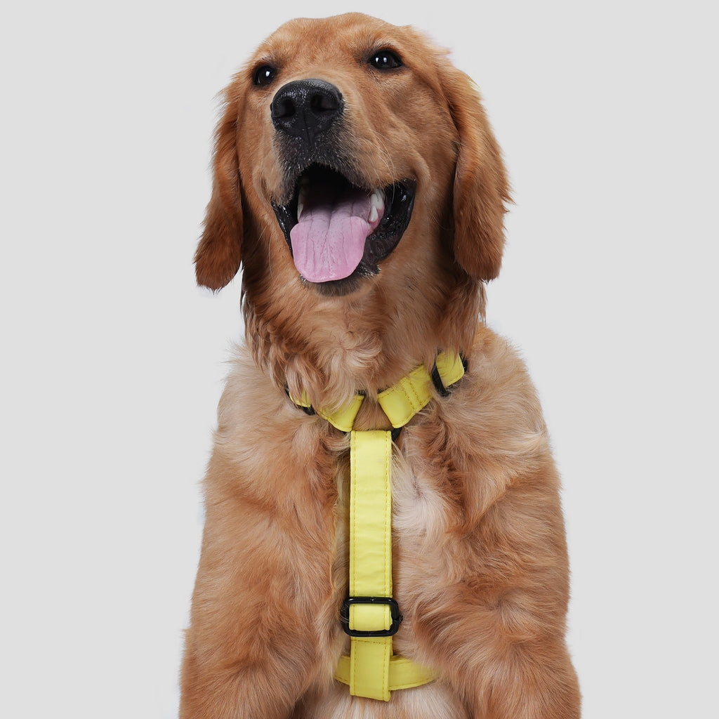 Dog wears 100% Cotton Adjustable No Pull Dog Harness Lemon front