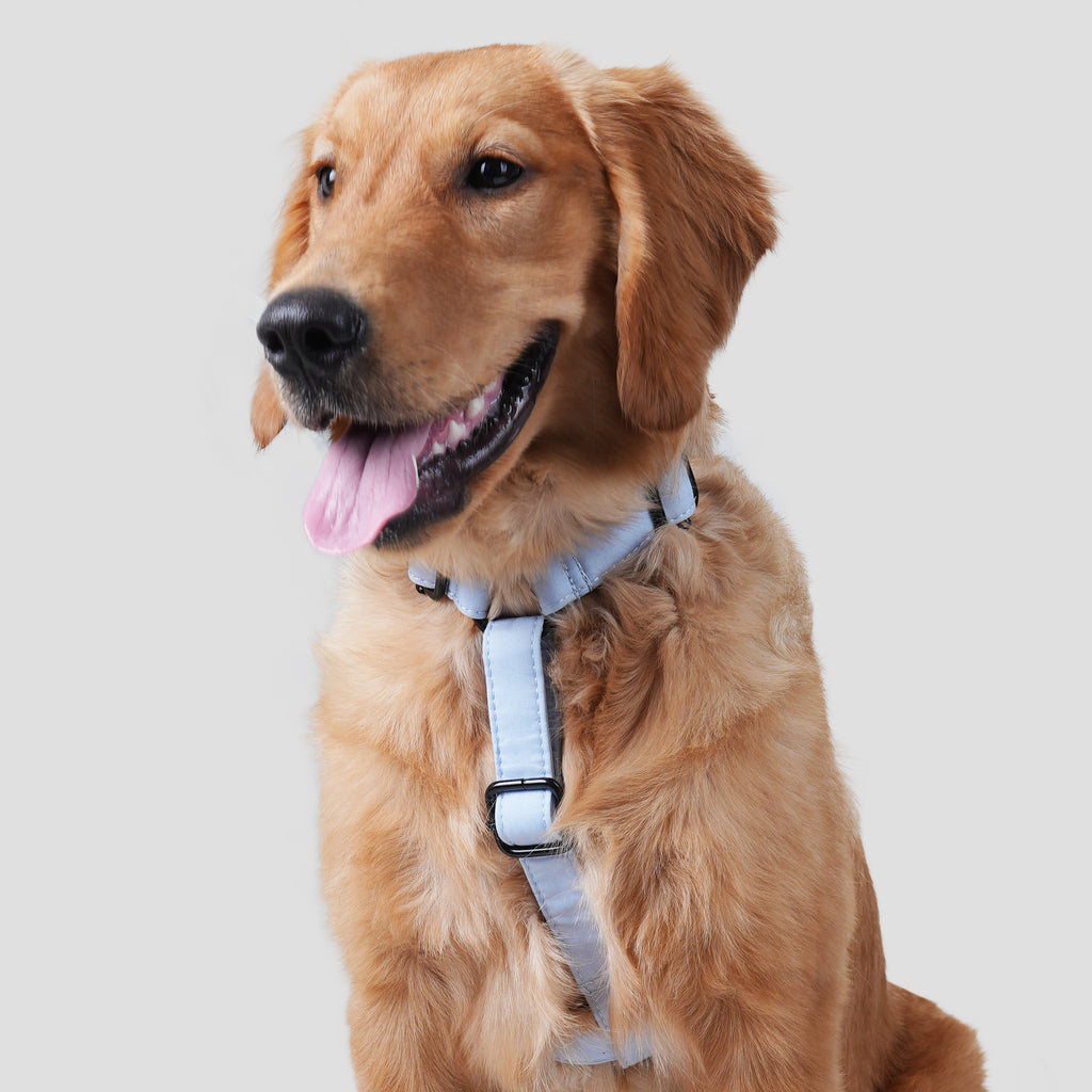 Dog wears 100% Cotton Adjustable No Pull Dog Harness Blue front