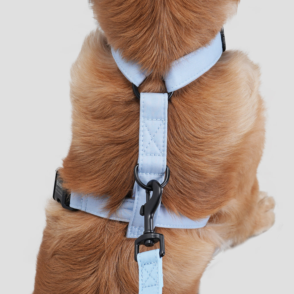 Dog wears 100% Cotton Adjustable No Pull Dog Harness Blue back