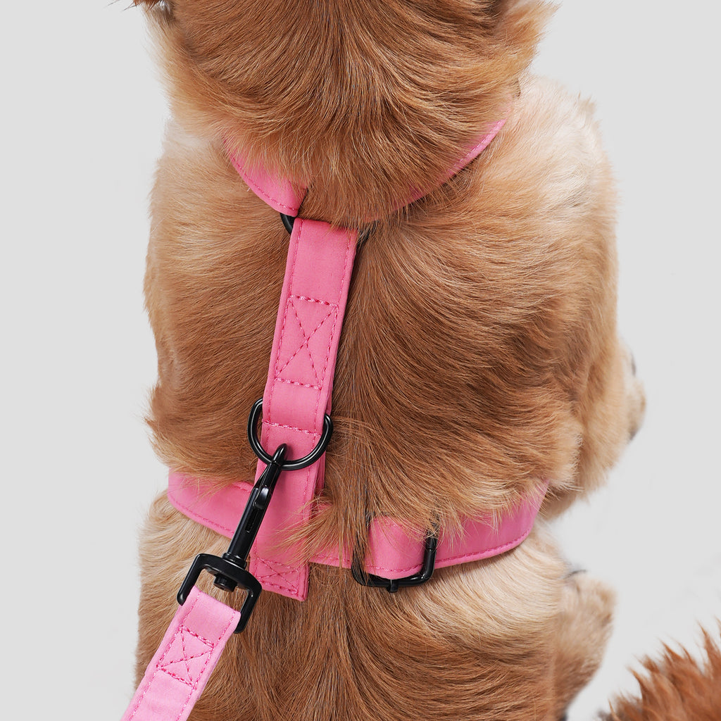 Dog wears 100% Cotton Adjustable No Pull Dog Harness Coral  back