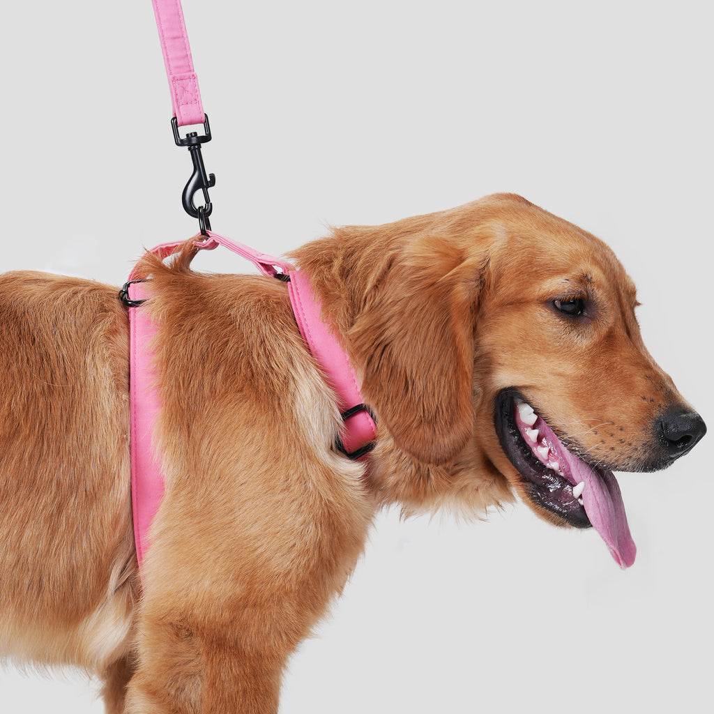 Dog wears 100% Cotton Adjustable No Pull Dog Harness Coral  side