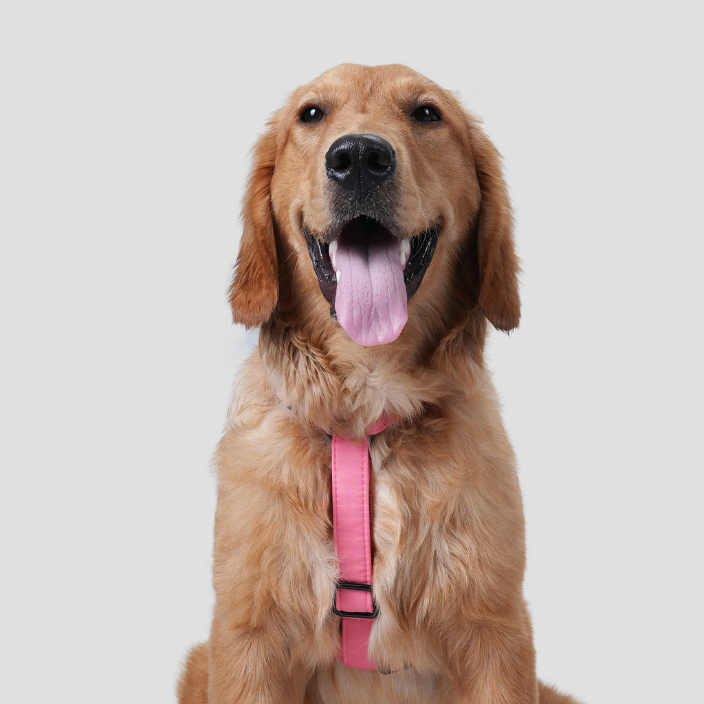 Dog wears 100% Cotton Adjustable No Pull Dog Harness Coral front