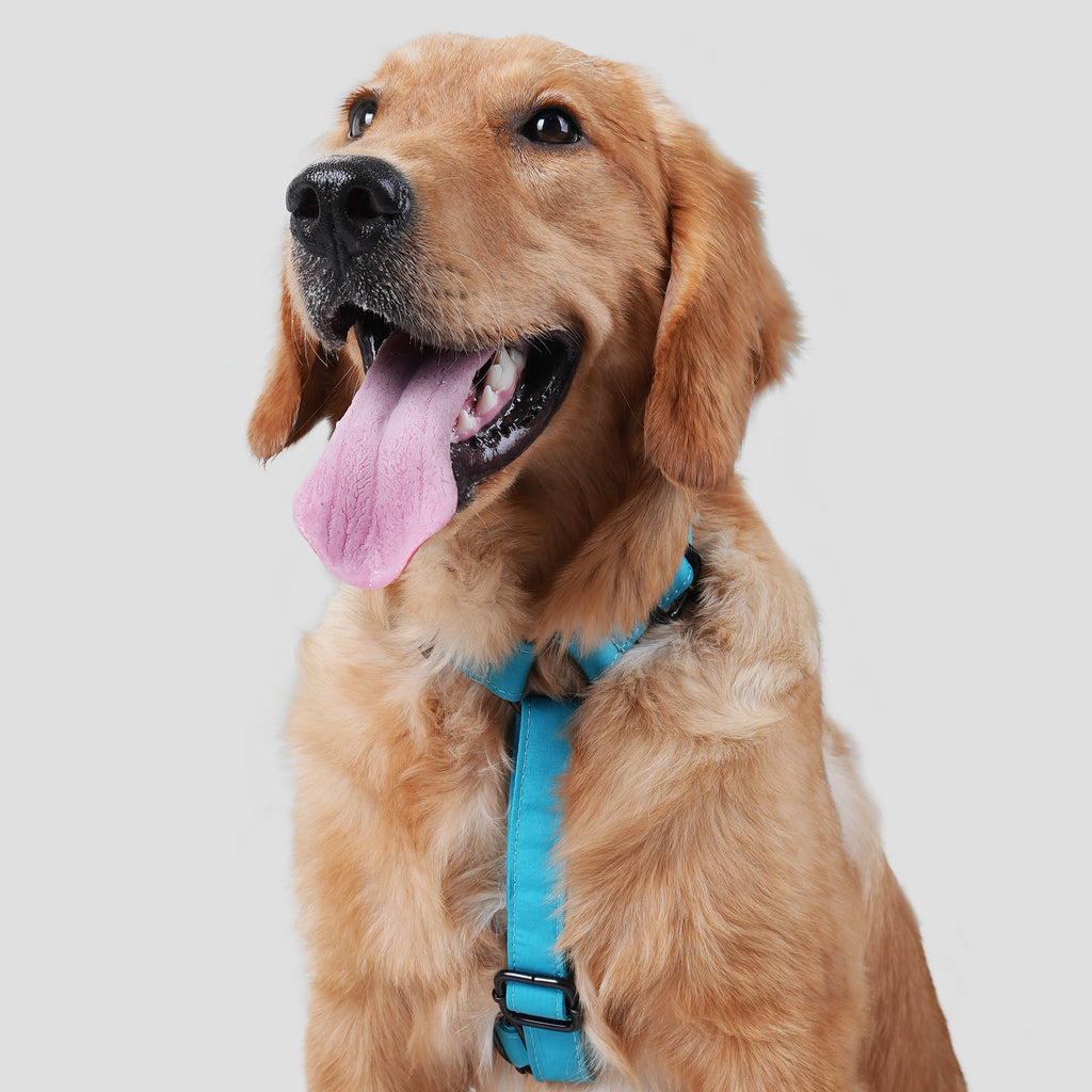 Dog wear 100% Cotton Adjustable No Pull Dog Harness Peacock Blue front