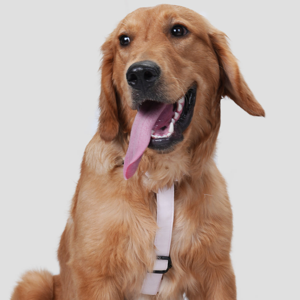 Dog wears 100% Cotton Adjustable No Pull Dog Harness Pink front