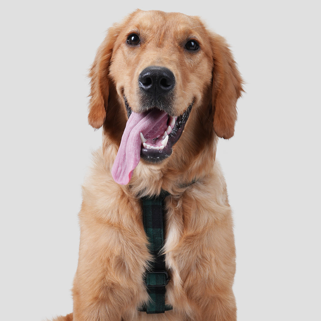 Dog wears 100% Cotton Adjustable No Pull Dog Harness Plaid Green front