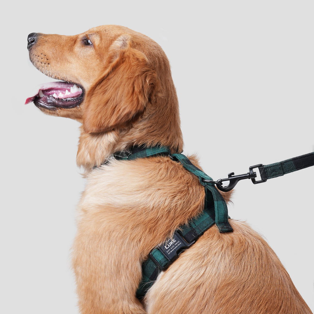 Dog wears 100% Cotton Adjustable No Pull Dog Harness Plaid Green side