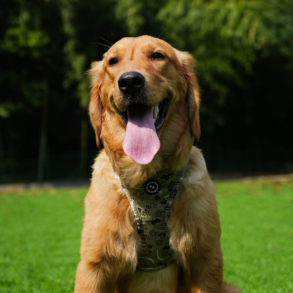 Dog wears 100% Cotton Adjustable No Pull Dog Harness Supernatura front